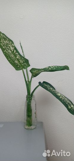 Диффенбахия отросток с корнями