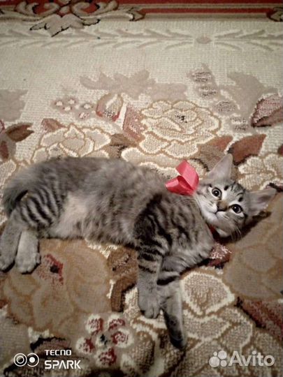 Кошка в дар