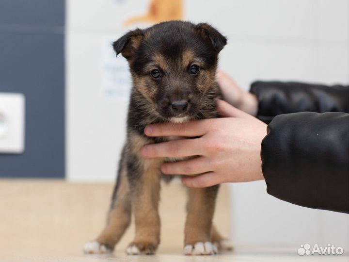Щенки в добрые руки