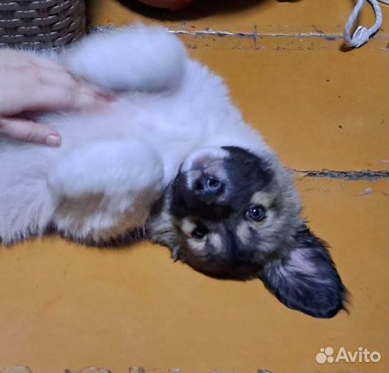 Щенок- метис Мальчик