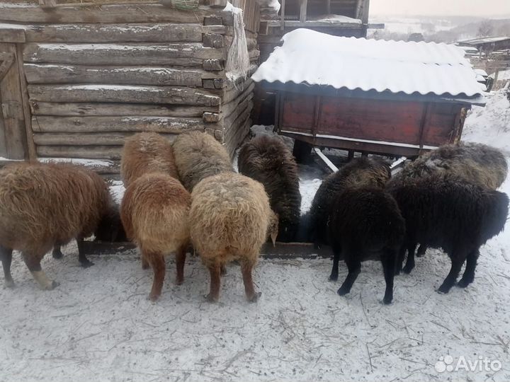 Эдельбаевские овцы