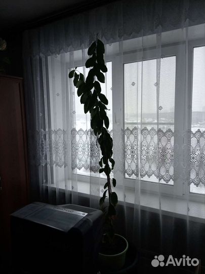 Комнатные цветы в горшках, живые,лимоны