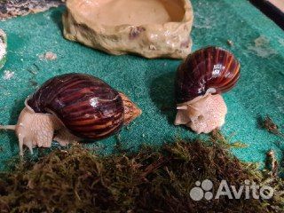 Улитки ахатина иммакулята