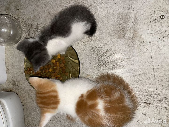Котята отдам бесплатно