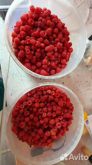 Малина свежая,садовая