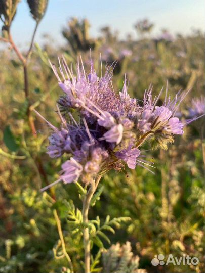 Семена фацелии