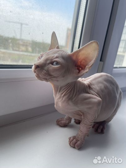 Канадский сфинкс котенок