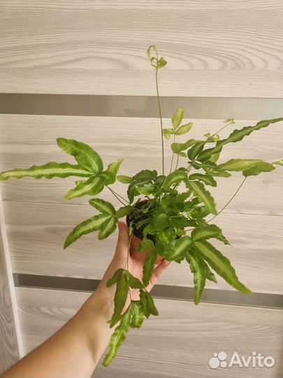 Папоротник птерис