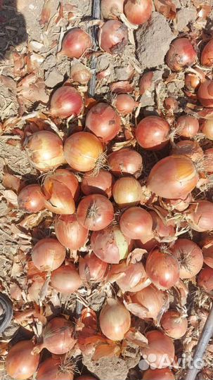 Лук репчатый