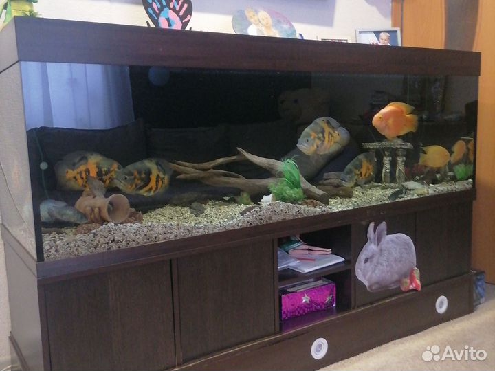 Аквариум с тумбой 600 литров