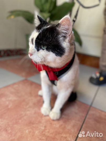 Шикарный кот