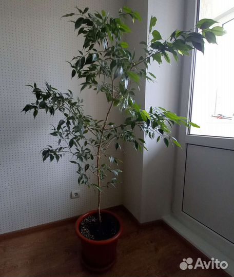 Фикус бенджамина