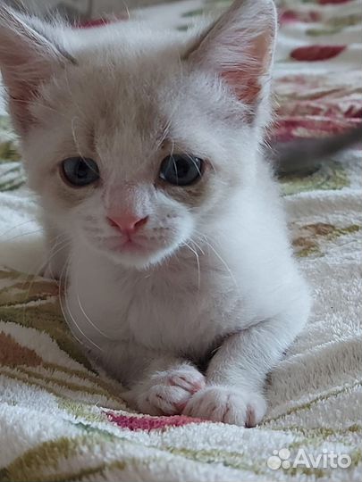 Кот в дар бесплатно