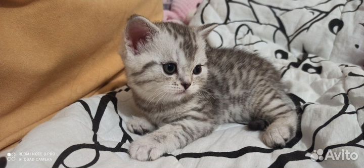 Шотландские вислоухие котята