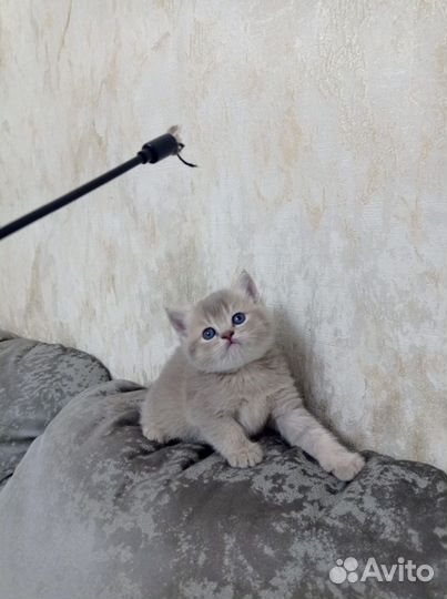 Шотландская