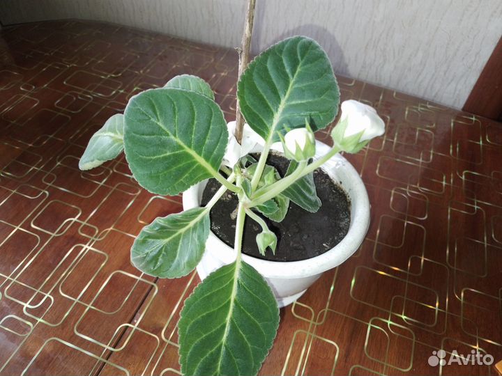 Комнатные цветы