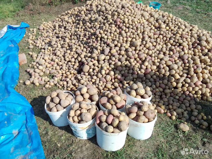 Картофель, капуста, молоко. Доставка бесплатно