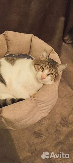 Кошка