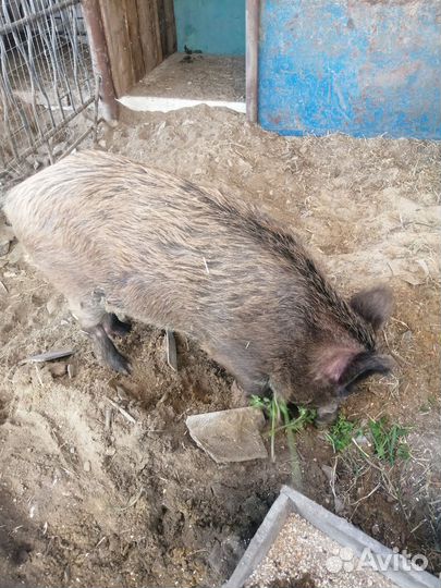 Метис кабан