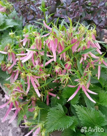 Колокольчик Октопус