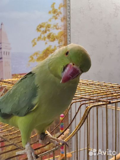 Ожереловый попугай самка