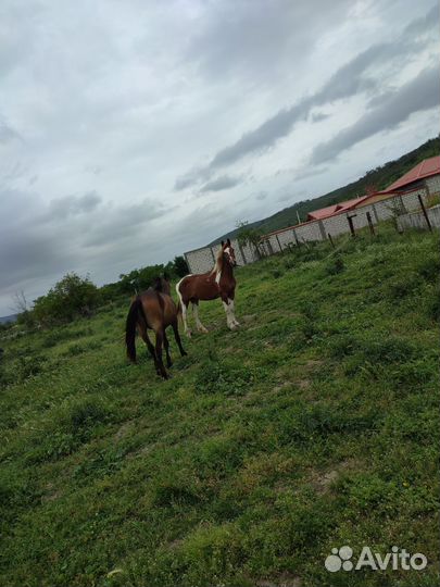 Домашние животные