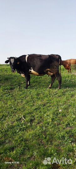 Корова отёл 05/04