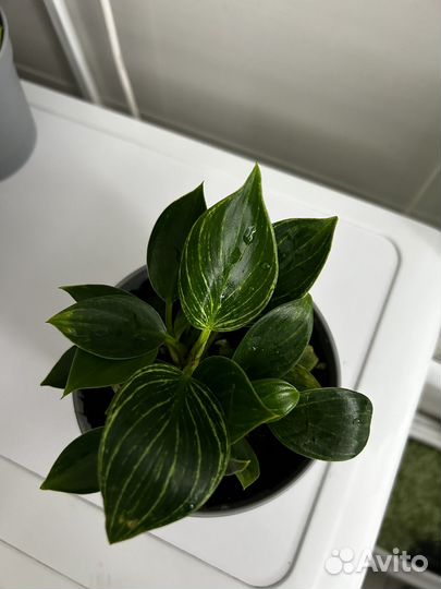 Филодендрон биркин
