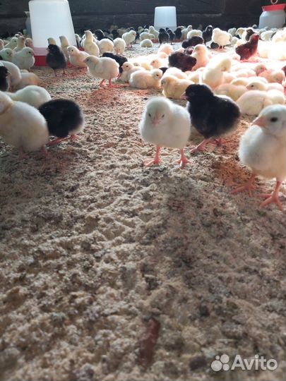 Куры бройлеры