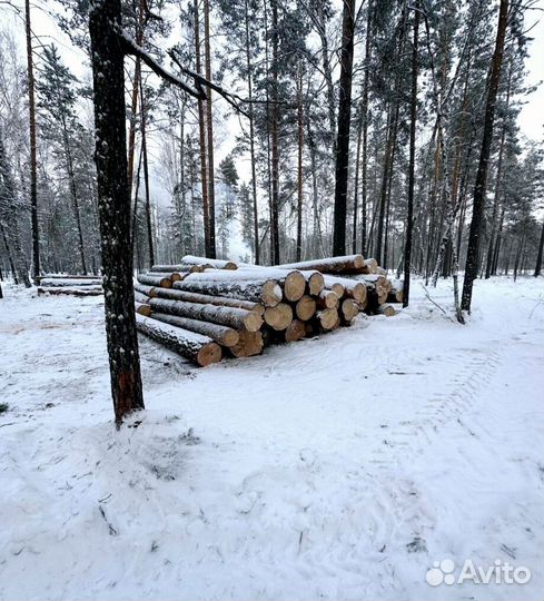 Круглый лес хвоя