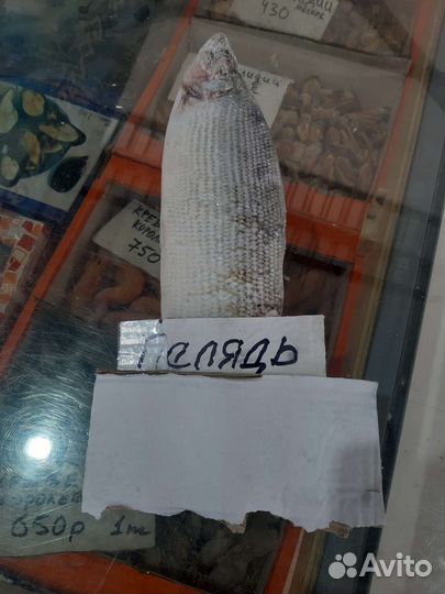 Рыба Якутии