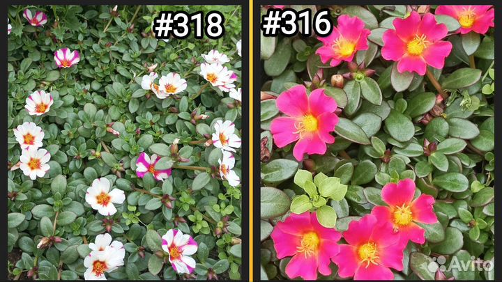 Бакопа, Агрирантемум, Изотома и др