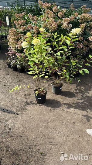 Гортензия метельчатая