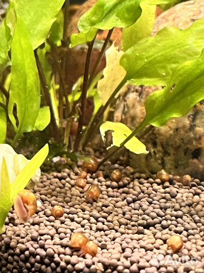 Улитки аквариумные