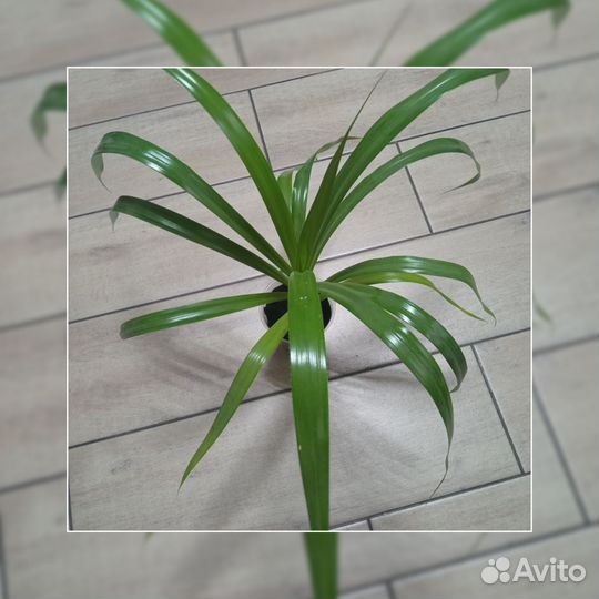 Пальма Панданус