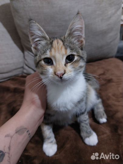 Кошечка ищет дом