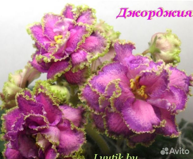 Сортовые фиалки