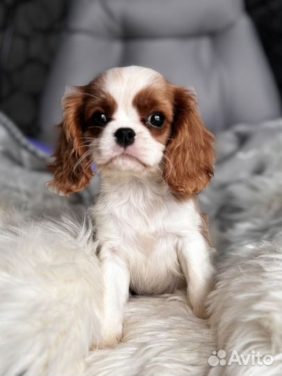 Кавалер Кинг Чарльз Спаниель