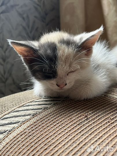 Котята бесплатно