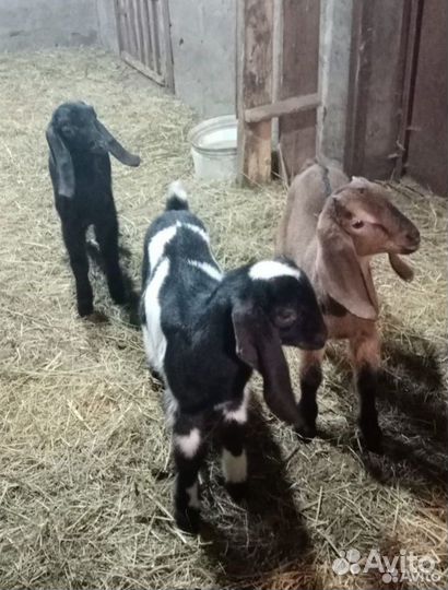 Комори/нуби, овцы