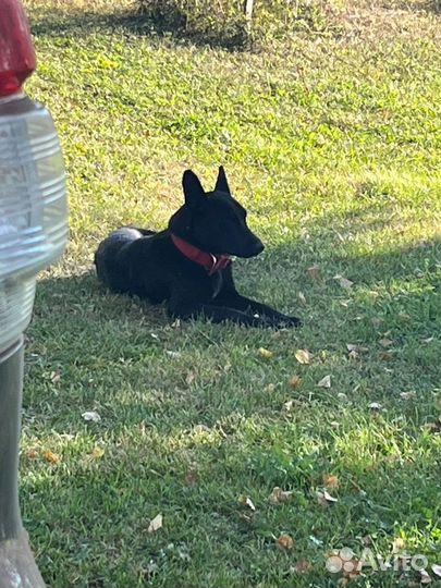 Отдам щенка мальчик