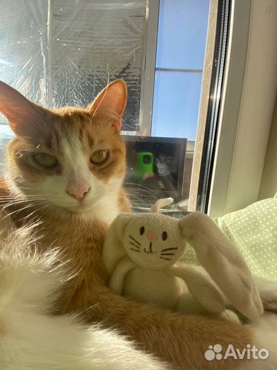 Кошка