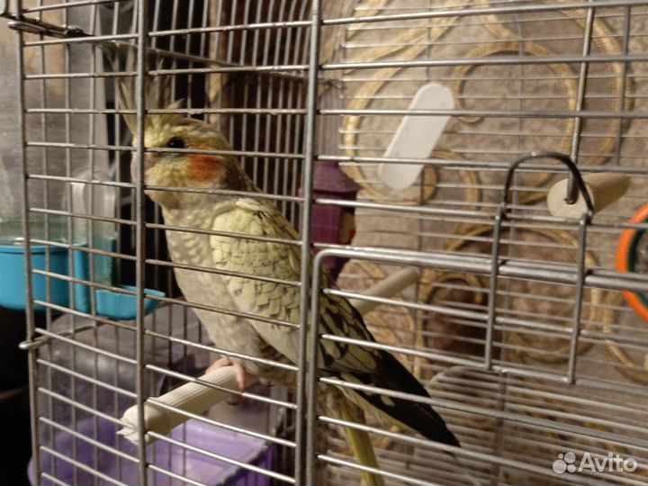 Карелла птинец