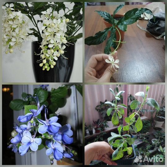 Комнатные цветочки