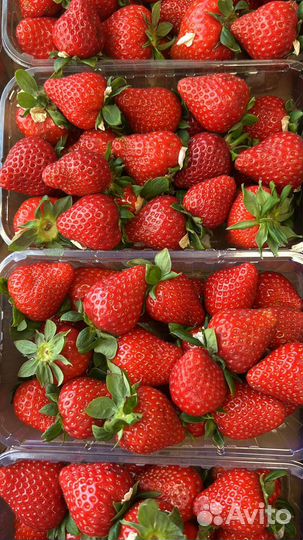 Клубника свежая ягода