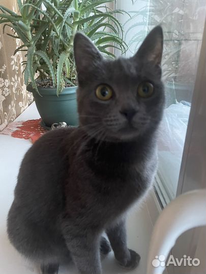 Кошка в добрые руки