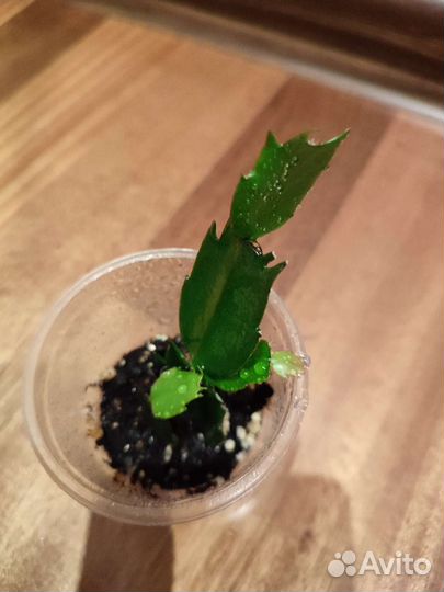 Зигокактус