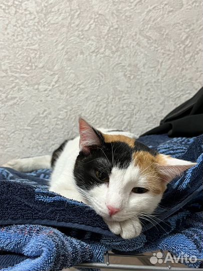 Отдам кошку в добрые руки