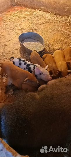 Продам поросят