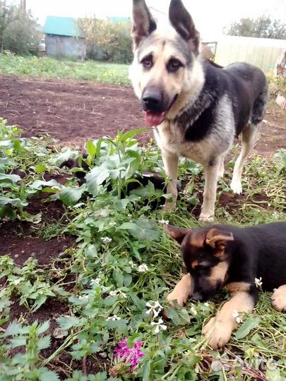 Щенки Восточноевропейской овчарки